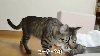 ネコはコタツから遊ぶねん【よつ葉】８４９日目