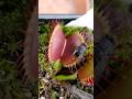 Venus Flytrap Timelapse