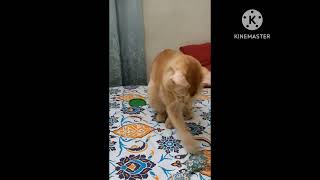 #cat #catvideos #JJ #playing  fun in the End.. 😂