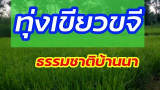 ทุ่งเขียวขจี ธรรมชาติบ้านนา