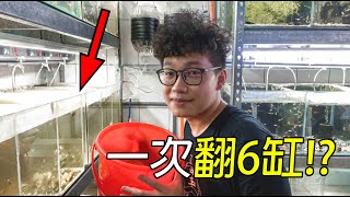 【翻缸必看 EP.1】一次翻六缸!?有這麼簡單嗎? cc字幕｜翻缸教學｜水族日常｜我只是個養蝦的 ｜4K