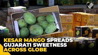 Spreading sweetness; Gujarat’s ‘Kesar’ Mango brings unique taste across globe