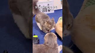 行動を読まれ過ぎてる弟猫🤣💨【関西弁猫】#shorts #shortvideo #cat #猫 #アフレコ #おもしろ #関西弁 #コント #短足マンチカン #スコティッシュフォールド