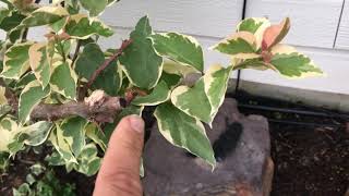 Variegated Bougainvillea.