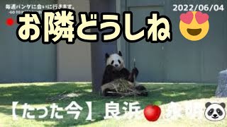 お隣どうしね♥【たった今】アドベンチャーワールド、永明🐼良浜🍎【毎週パンダ2022/06/04】panda just now,cute panda video