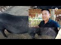 pig farming in assam গাহৰিক কি দৰে গৰম কৰালে ভাল হয় গাহৰিক কি দৰে গৰম কৰালে পোৱালি ভাল হয়