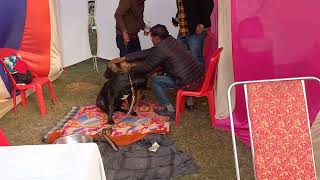 Aligarh dog show