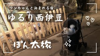 【ぽん太旅】ワンちゃんと泊まれる宿「ゆるり西伊豆」〜白ポメぽん太・はじめての旅行