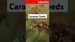 Caraway Seeds #spices #aroma #herbs