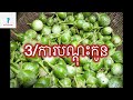 បច្ចេកទេសដាំត្រប់ស្រួយ