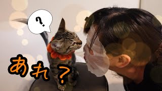 多分ママだと思うんだけど、なんか様子がおかしい…【保護猫兄弟】【熊次郎と虎次郎】【TV番組出演の告知アリ】