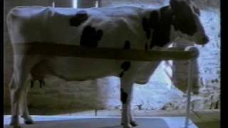 Aussie Rev milk commercial 1991 exercising cows