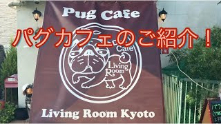 【パグカフェ】当店パグカフェをご紹介します。Introducing Pug Cafe