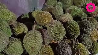 KE TELAGA SARANGAN MAGETAN SAMBIL BORONG DURIAN