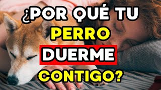 Razones impactantes por las que tu perro duerme contigo