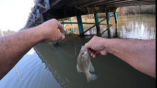 Crappie are tearing The Jig up at the sipsey river