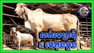 #RSCattlefarm លក់មេក្រមុំមួយ​ និង មេកូនមួយម្ដង /098715656/017816108