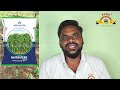 nutrifeed advanta multicut forage millet crop practices importance u0026 uses to animals