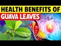 15 Amazing Health Benefits of GUAVA LEAVES You're Missing Out