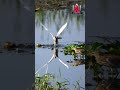 Wild heron hunt rare catch! #shorts