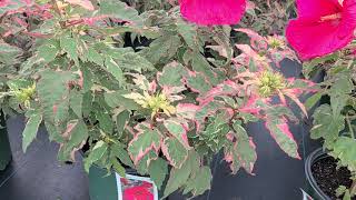 Hibiscus Summer Carnival (Rose Mallow) // Enormous🌸 Magenta Blooms \u0026 STUNNING Variegated Foliage!!