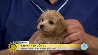 Jenny Alversjö: "Man vill ju ta med sig alla tre hem" - Nyhetsmorgon (TV4)
