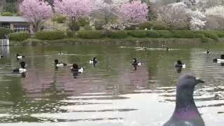 三ツ池公園、水辺の桜