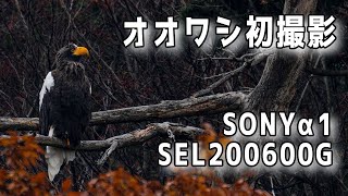 【野鳥シリーズ】オオワシ撮影に初挑戦でSONY α1を初投入【4K動画】