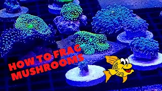 How to frag mushrooms