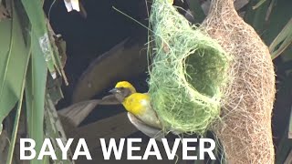 தூக்கணாங்குருவி Baya weaver