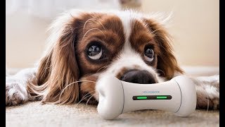 WICKEDBONE - World’s First Smart & Interactive Dog Toy by Cheerble