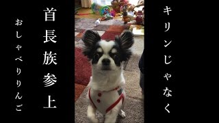 チワワのりんご～ブサ可愛いおしゃべり犬～　首長族？キリン？ダルメシアン？全部違う！！チワワじゃー！