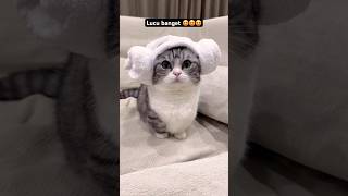 Duh gemesnya 😍😍😍 #catvideos #catshorts #catlover #credittoowner