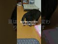 毛玉ボールで遊ぶ猫🐱ファーミネータがオススメ