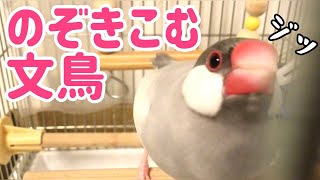 ケージにカバーをかけると！？ある所から外をのぞきこむ文鳥よもぎ　癒し動物　面白い動物