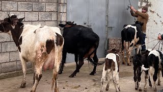 Се сар гови гусаладори фуруши ала ☎️011 87 95 95 навори тоза 🐄🐄🐄🐄🐄🐄31 января 2025 г.