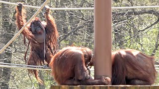 スカイウォークのボルさん\u0026リキ、アピ・オランウータン