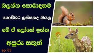 Animals | beautiful animals | ලෝකේ ඉන්න ලස්සන සත්තු | ANIMAL