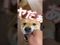 とうとう人間との会話が完璧になった柴犬　 柴犬とん