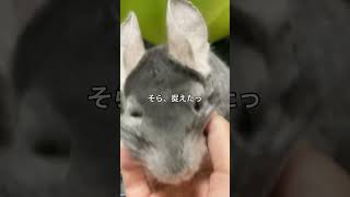 【ナイみや】朝から右に左にカイカイされまくるチンチラ＃chinchilla＃チンチラ＃shorts