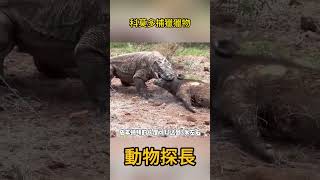 科莫多巨蜥捕獵獵物 #動物世界#科莫多巨蜥