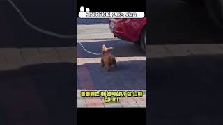 A brown dog with bouncy steps