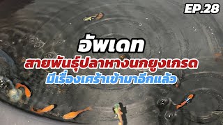 อยากดูปลา | อัพเดทสายพันธุ์ปลาหางนกยูงเกรด สวยๆเลย EP28