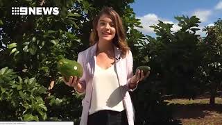 Giant avocados hit Australian market