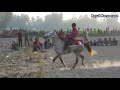 royal horse race in bangladesh। ঐতিহ্যবাহী ঘোড়ার দৌড় বাংলাদেশ। village people of bangladesh। horse