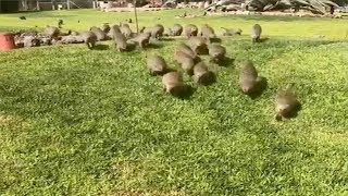 Pack Of Mongoose Swarm Man For Food