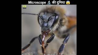 Microscope 🔬 में ये चीजें बवाल 😱 दिखती है | Common Things Under Microscope 🔬 😱 | #shorts