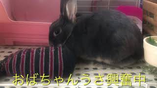 Elderly rabbit mating 中年うさ交尾　#ネザーランドドワーフ