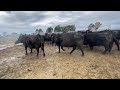 angus cows