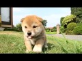 柴犬子犬赤柴雌id：1157　2011.06.06生まれ　2011.07.06撮影 柴犬.net